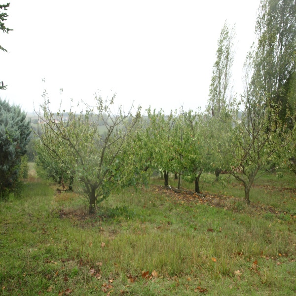 Offres de vente Terrain Durfort-Lacapelette 82390