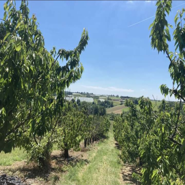 Offres de vente Terrain Durfort-Lacapelette 82390